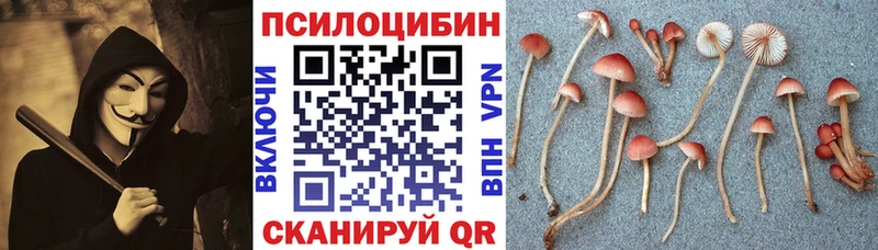 Псилоцибиновые грибы Cubensis  Мещовск 